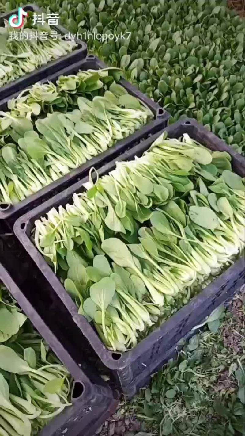 生菜，鸡毛菜