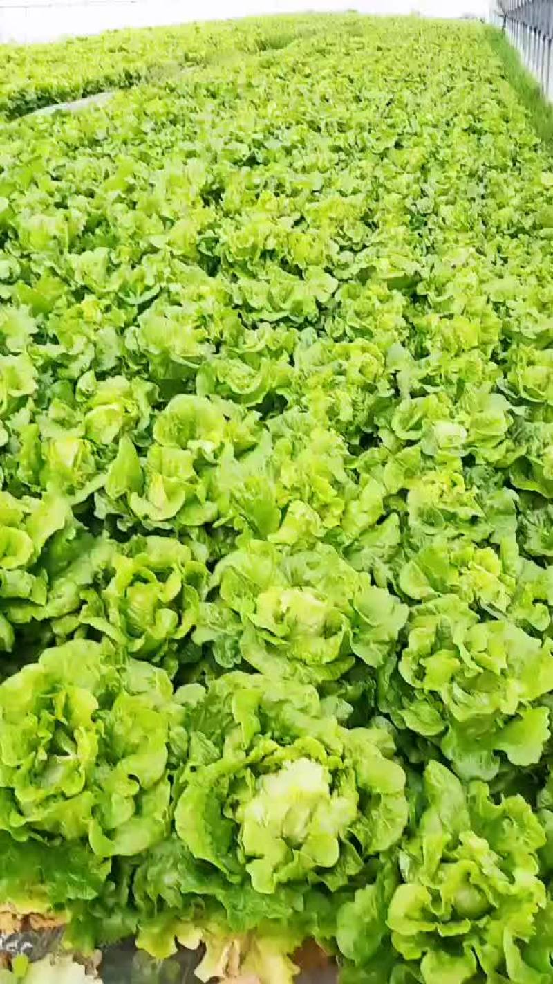 生菜，鸡毛菜