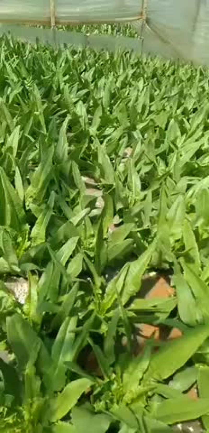寻甸22.5亩大棚转让，目前还在种着蔬菜