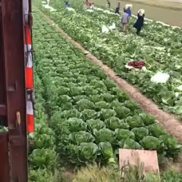 正中矮棵黄心大白菜出售中
