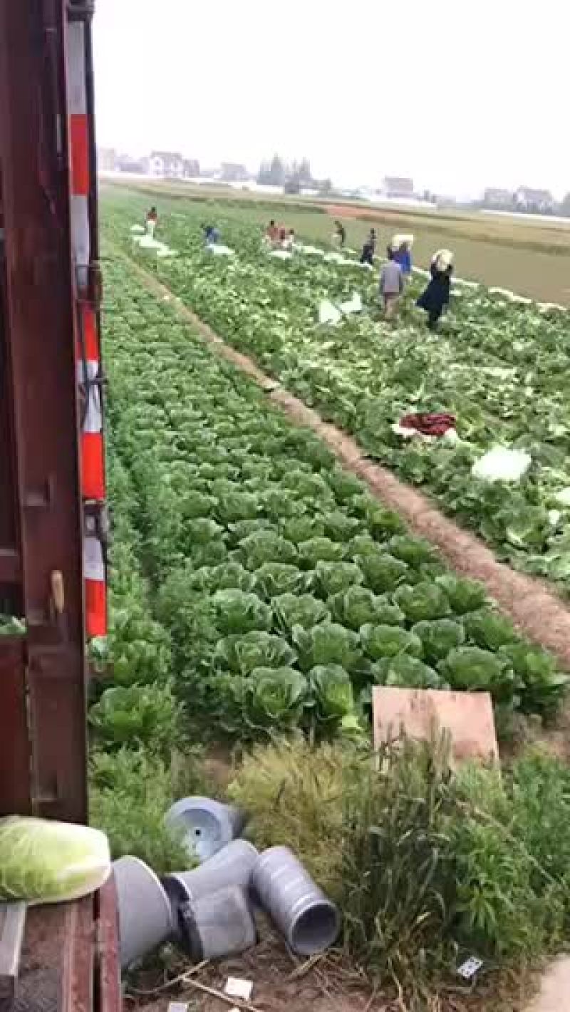 正中矮棵黄心大白菜出售中