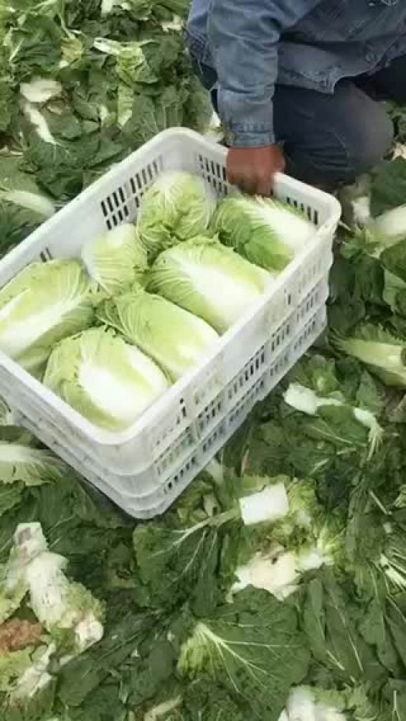正中矮棵黄心大白菜出售中