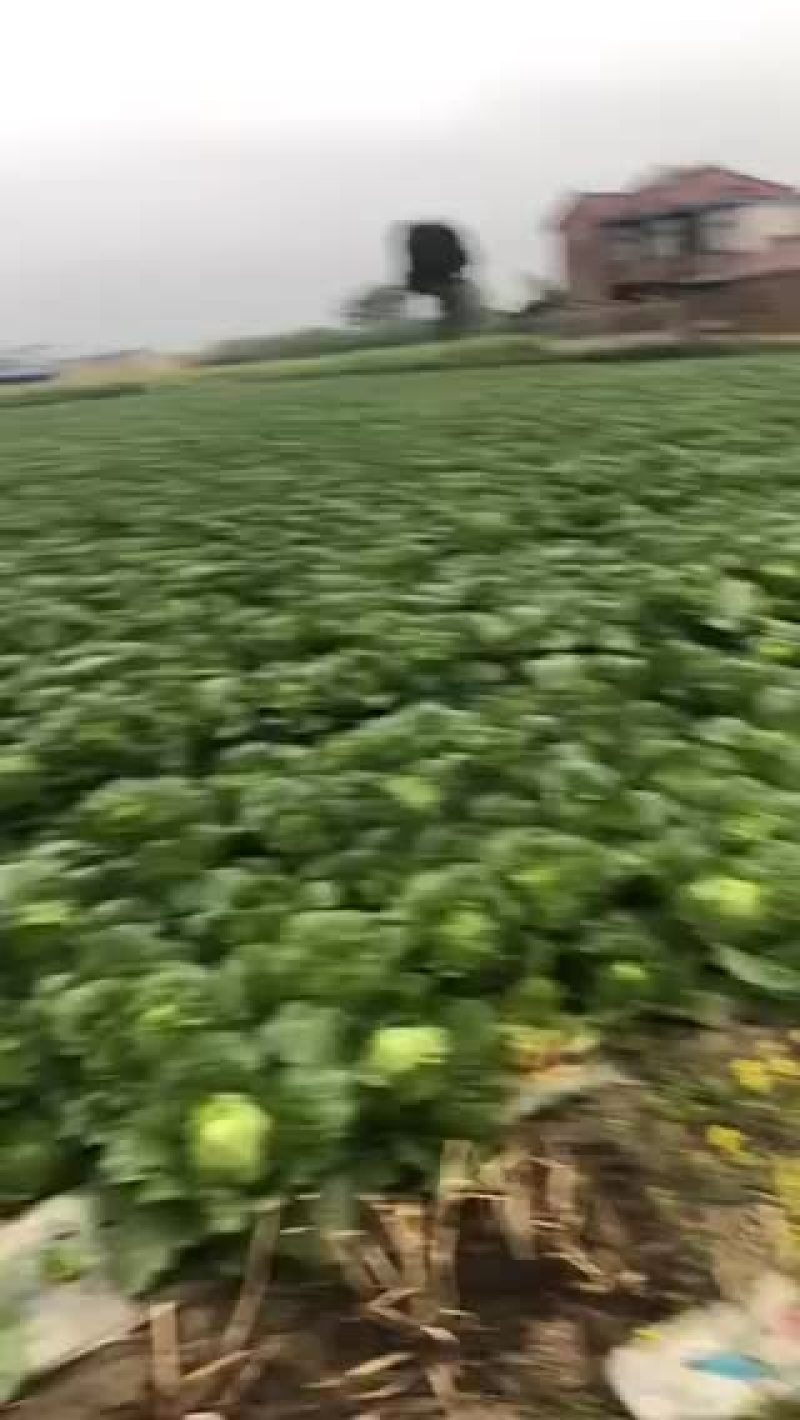 正中矮棵黄心大白菜出售中