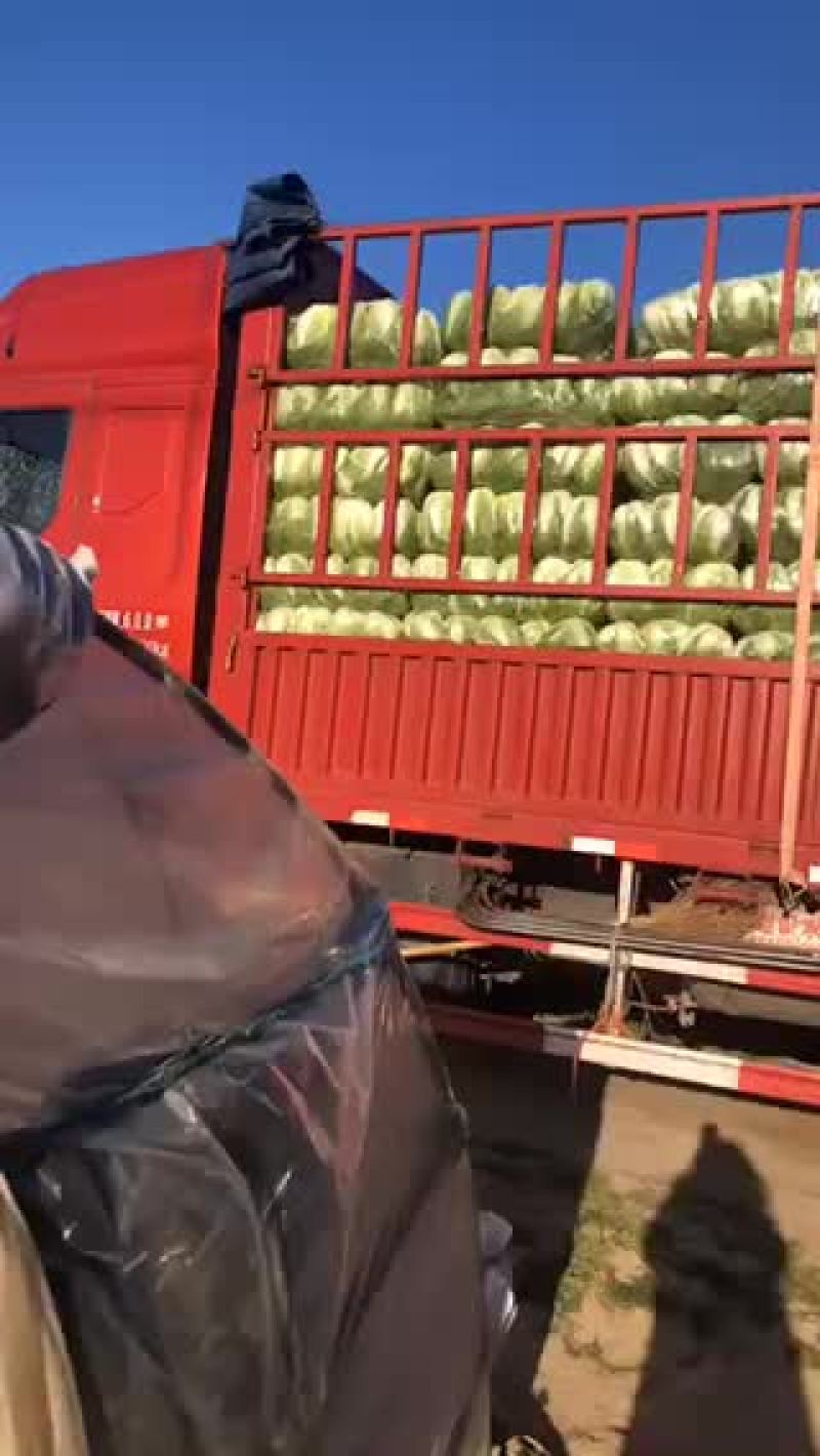 正中矮棵黄心大白菜出售中