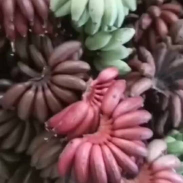 红美人香蕉批发零售电商平台