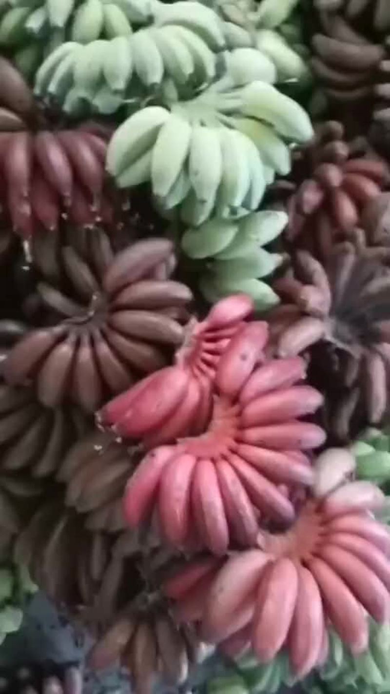 红美人香蕉批发零售电商平台