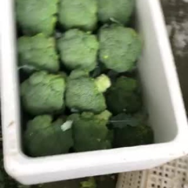 甘肃张掖精品西兰花🥦欢迎，市场，超市，电商恰谈合作