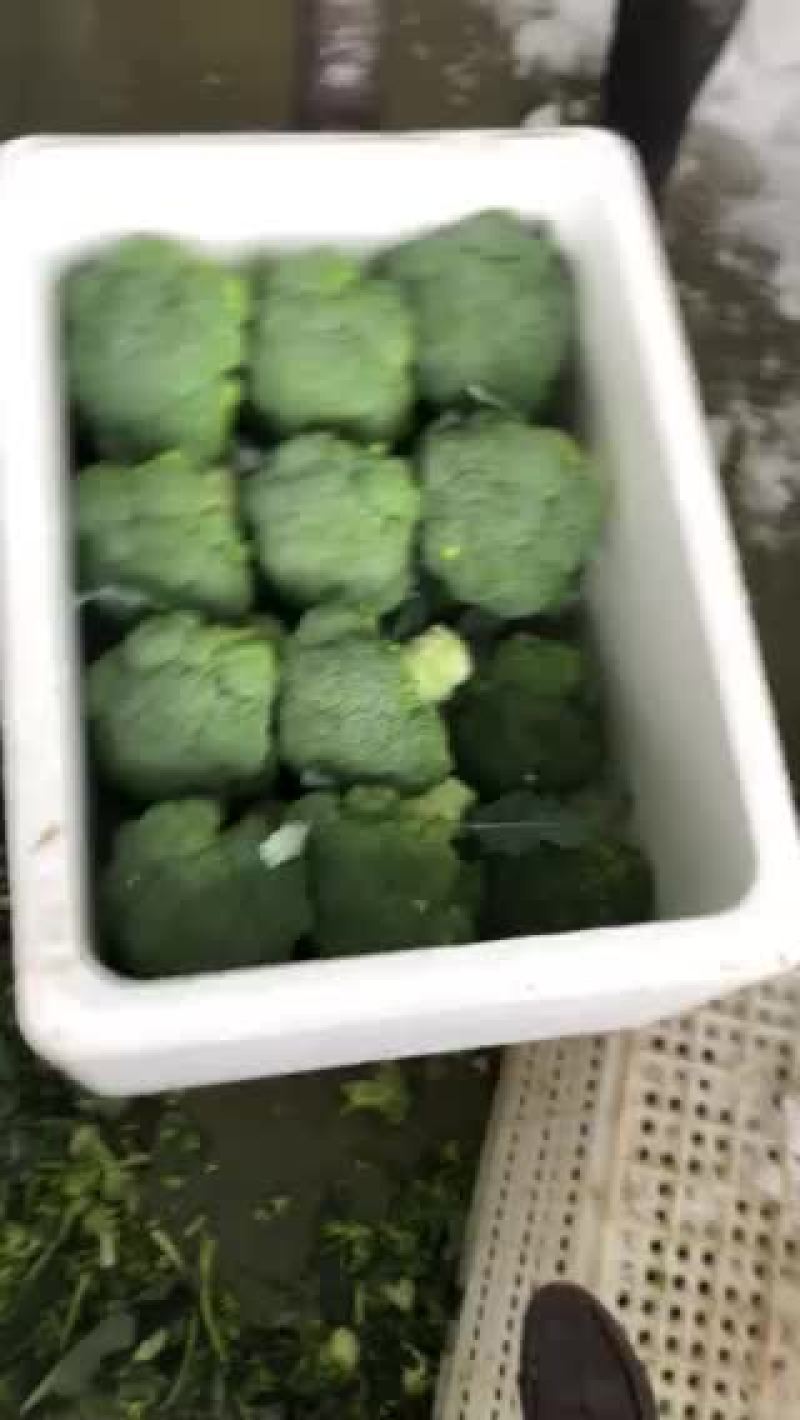 甘肃张掖精品西兰花🥦欢迎，市场，超市，电商恰谈合作