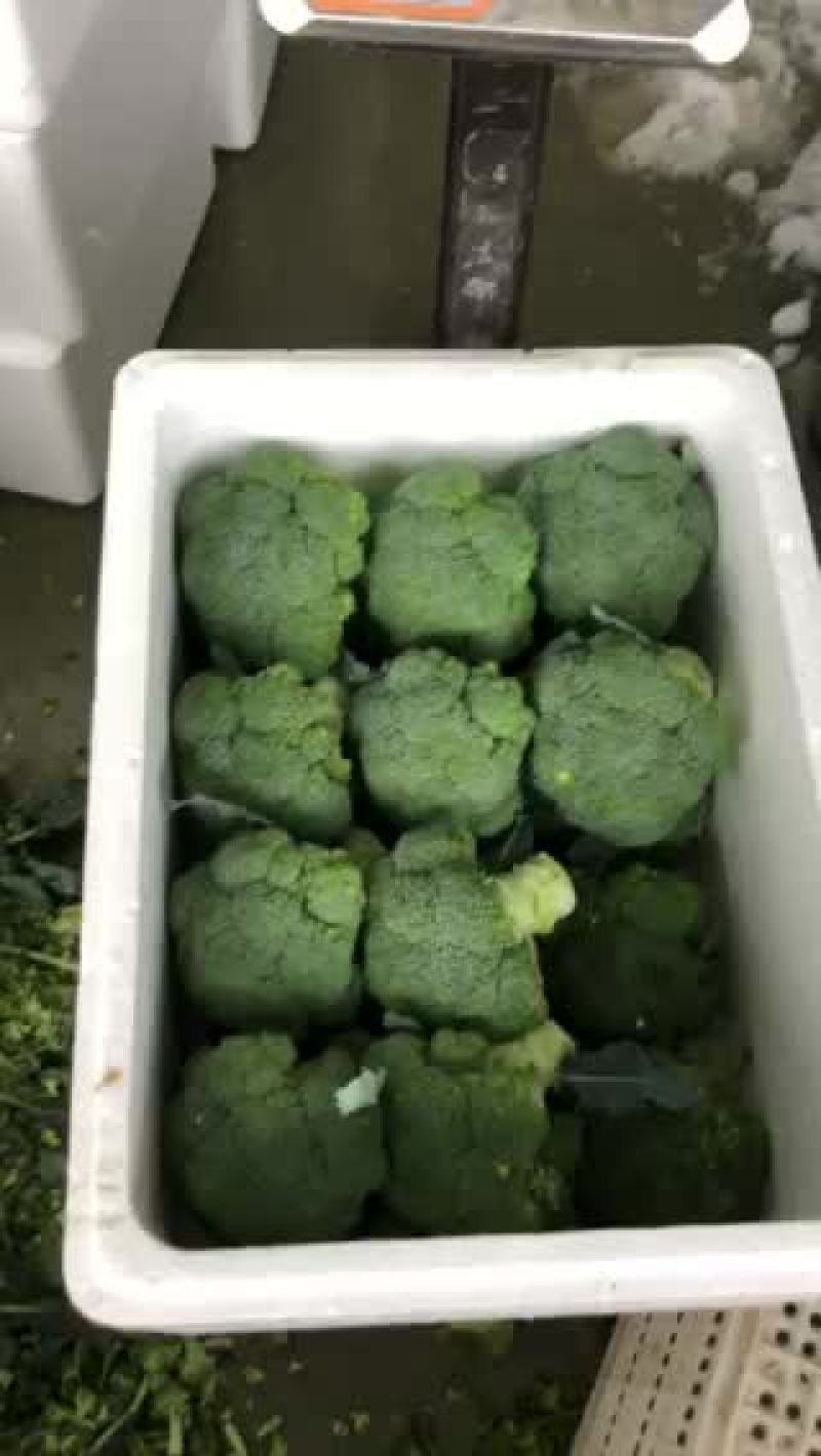 甘肃张掖精品西兰花🥦欢迎，市场，超市，电商恰谈合作