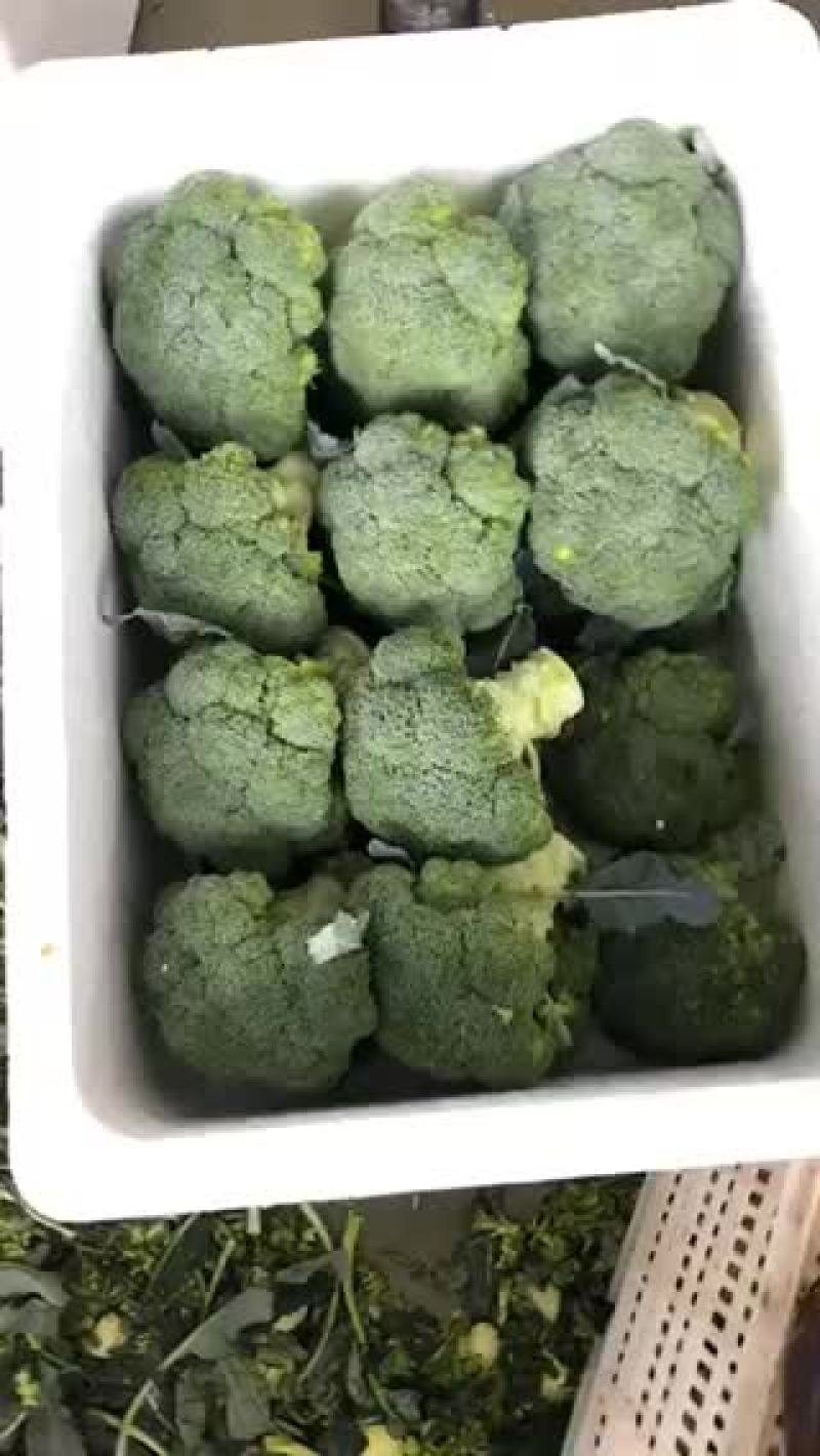 甘肃张掖精品西兰花🥦欢迎，市场，超市，电商恰谈合作