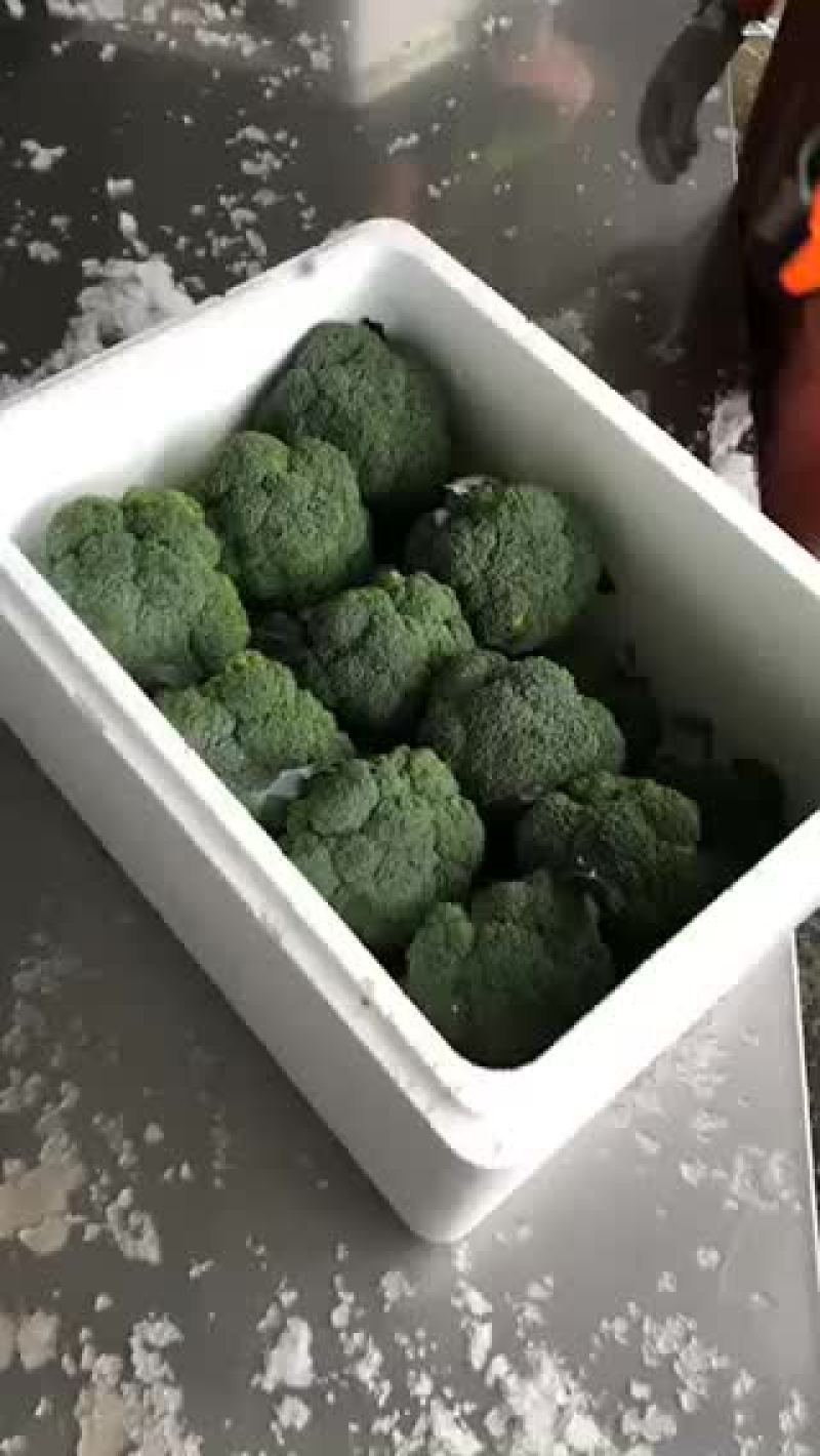 甘肃张掖精品西兰花🥦欢迎，市场，超市，电商恰谈合作