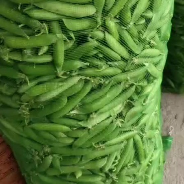 青豌豆