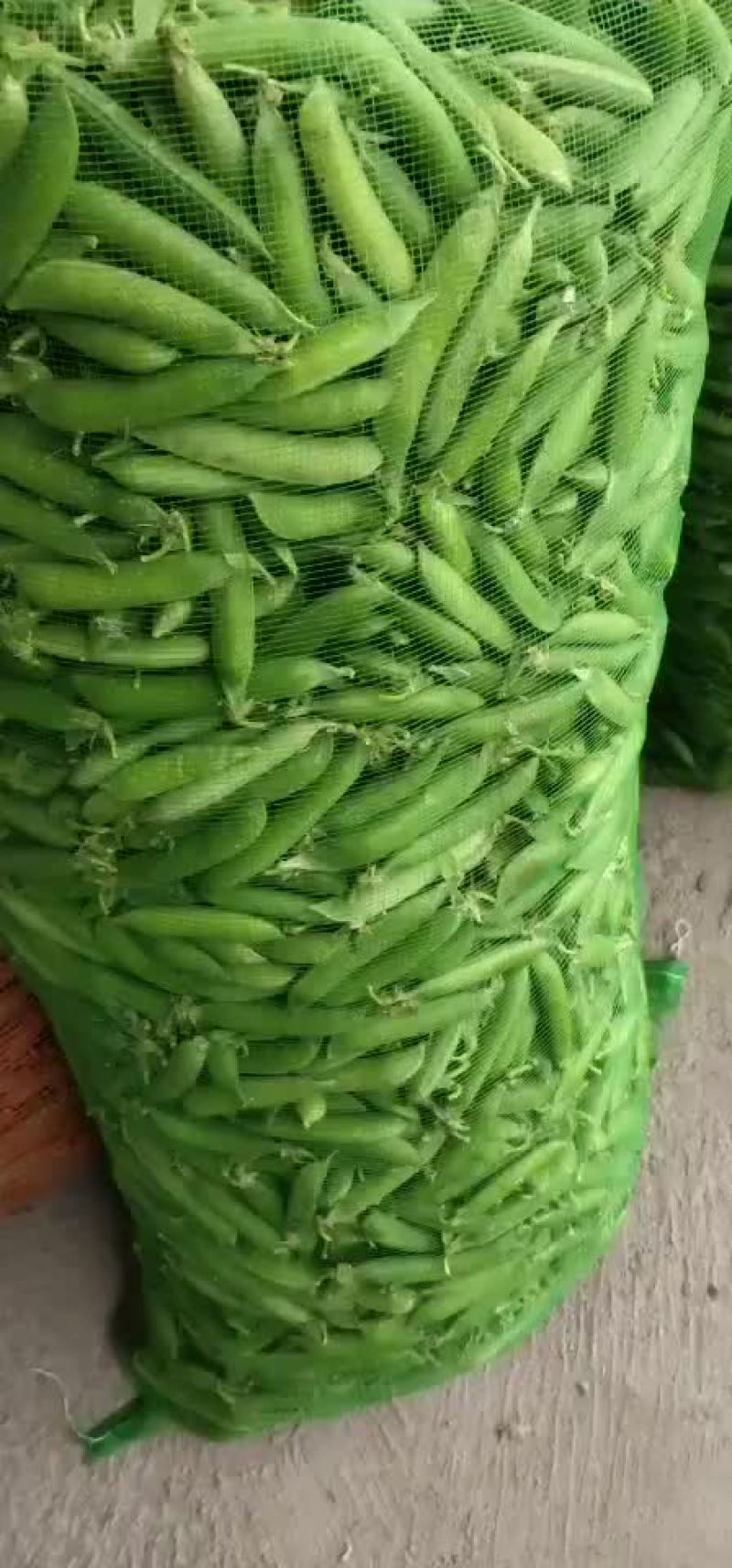 青豌豆