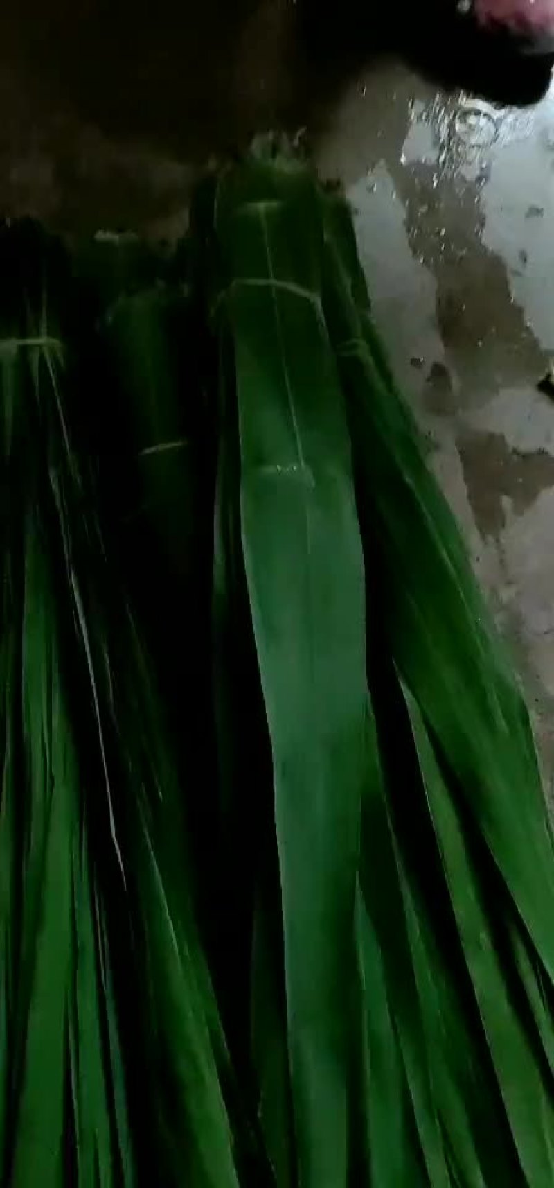 芦苇叶