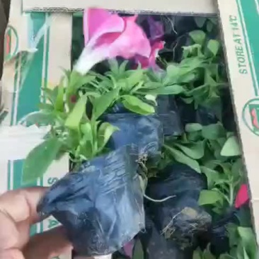 矮牵牛红粉紫多色垂钓牵牛基地