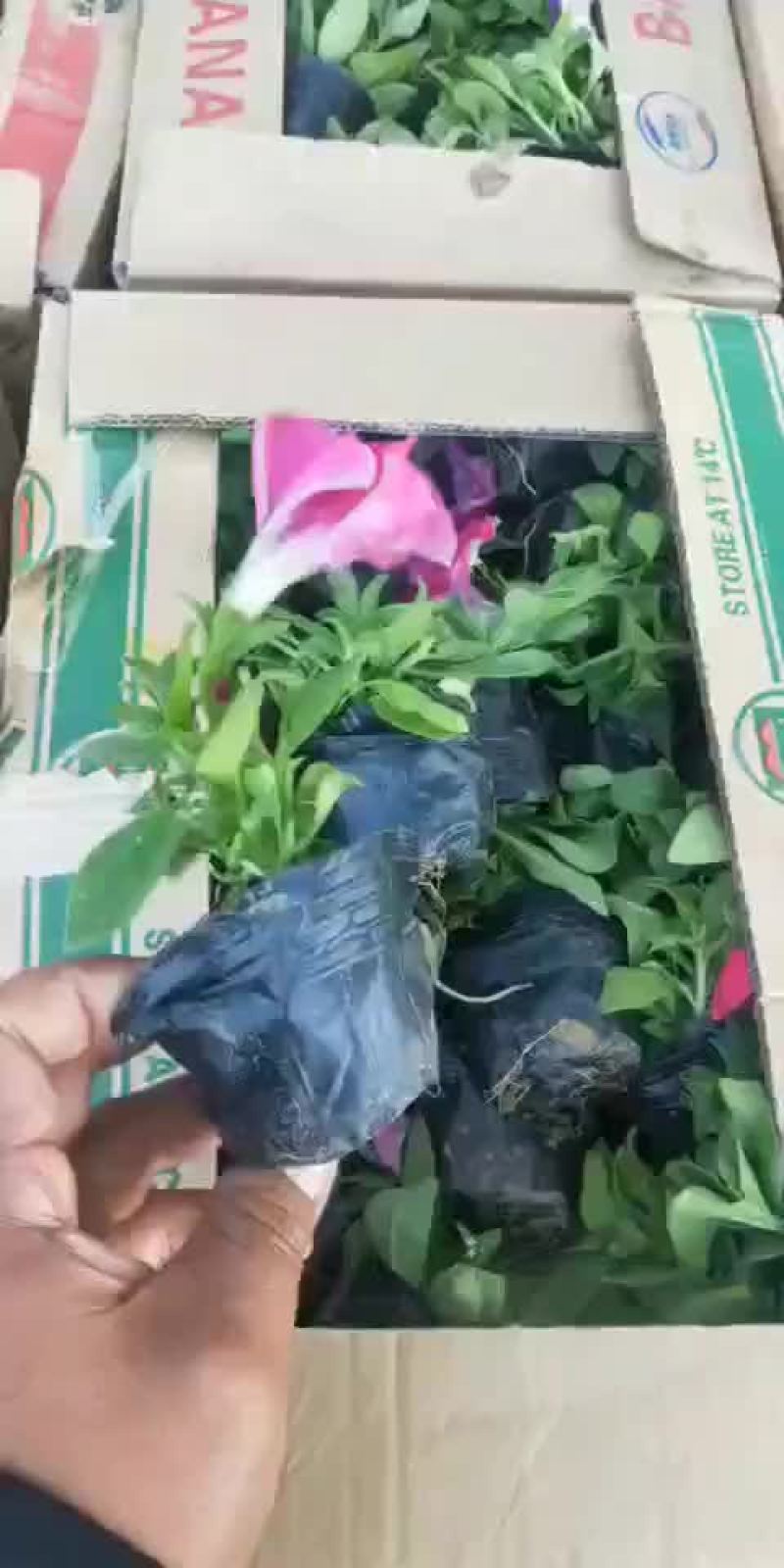 矮牵牛红粉紫多色垂钓牵牛基地