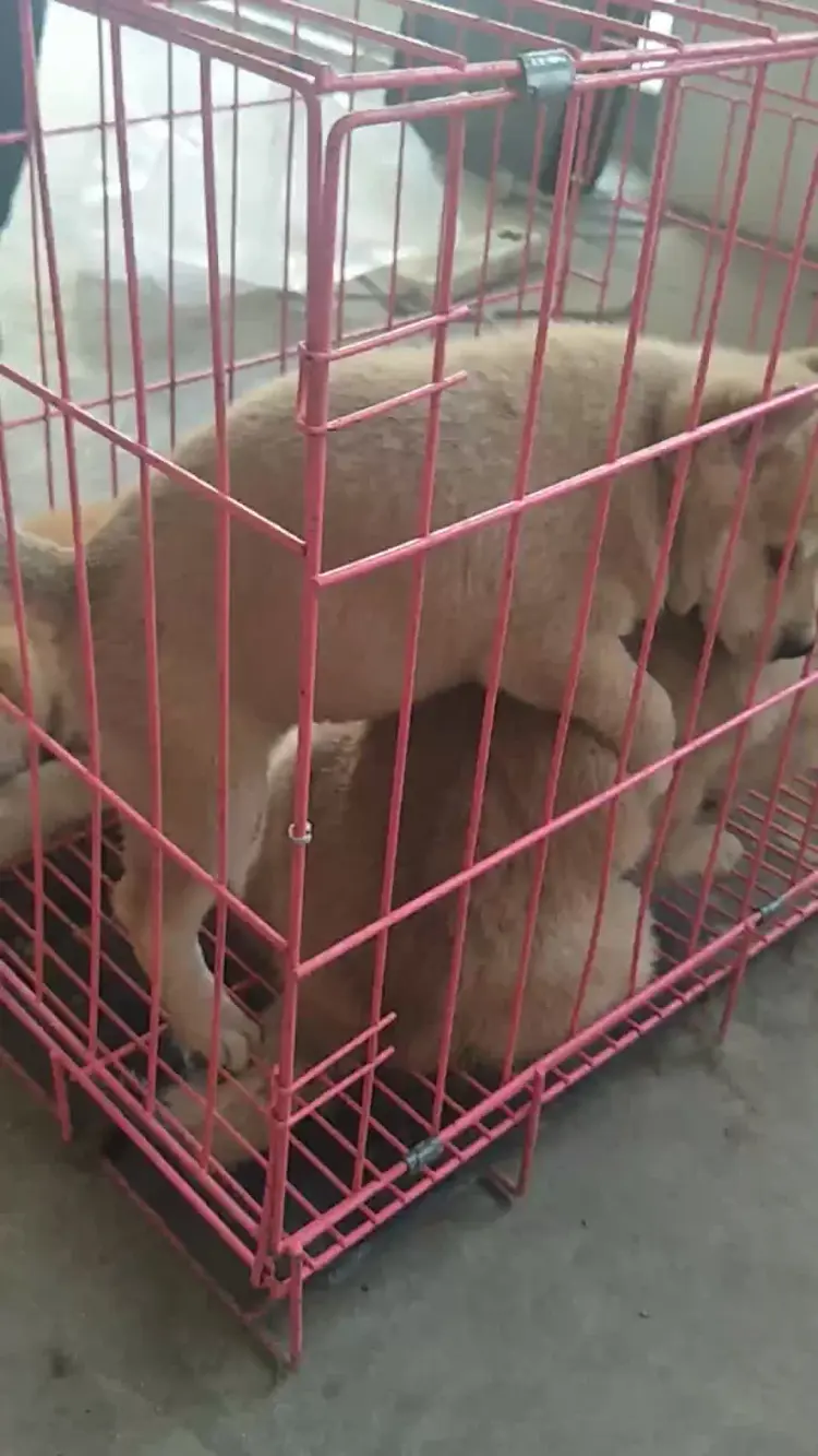 柴犬批发]纯种柴犬幼犬豆柴幼犬日本柴犬活体幼崽小型犬幼崽赤色活体宠价格1200.00元/个- 一亩田