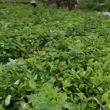 太子参