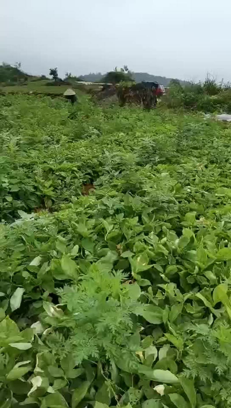 太子参