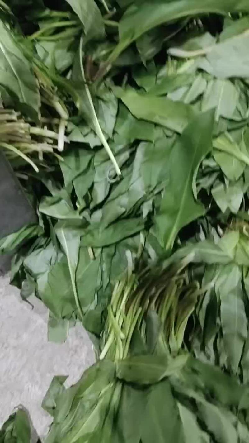 山野菜
