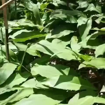 山野菜