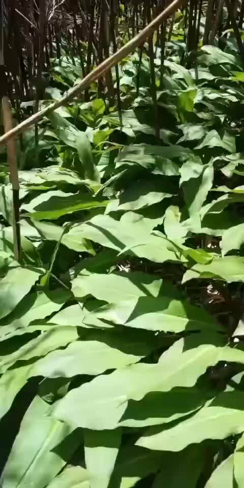 山野菜