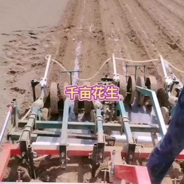 9616花生1200亩播种完了