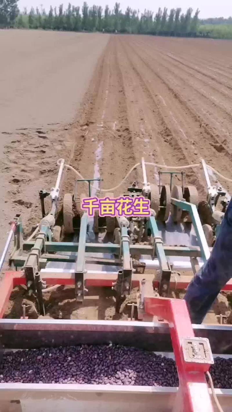 9616花生1200亩播种完了