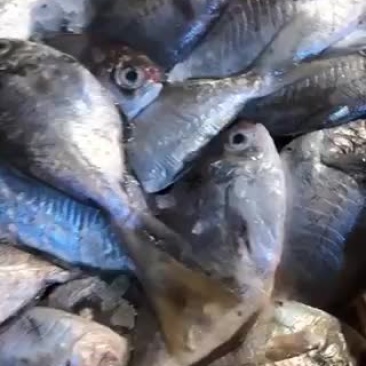 冰鲜肉鲳鱼