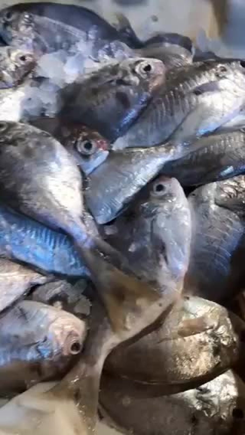 冰鲜肉鲳鱼