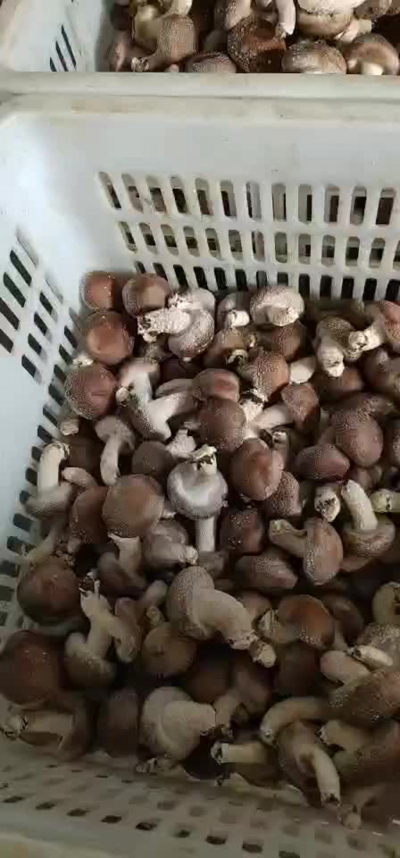 香菇