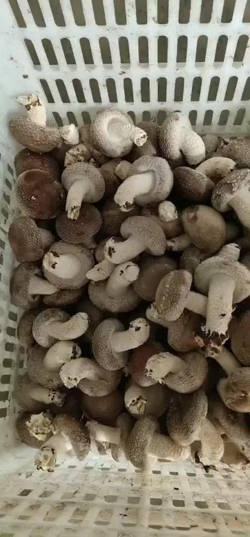 香菇
