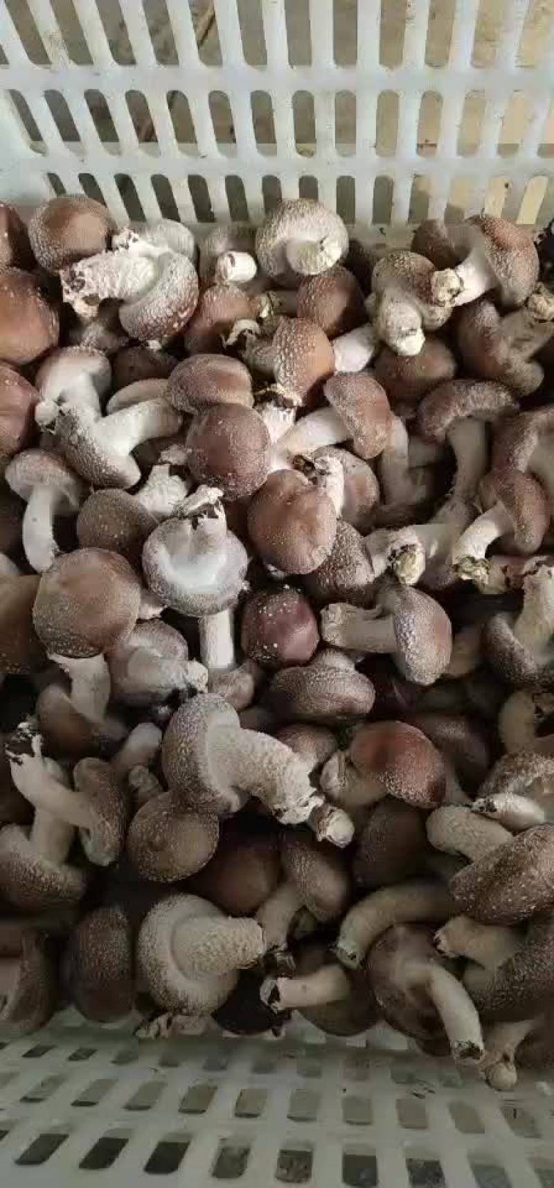 香菇