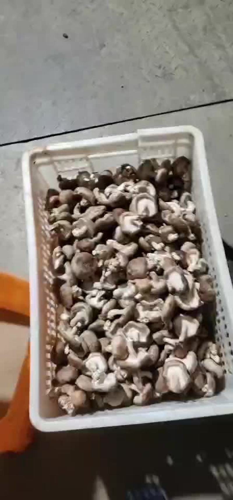 香菇