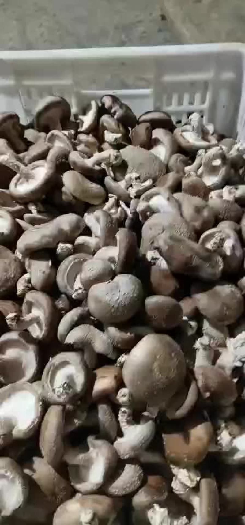 香菇