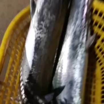 当流大鲅鱼每天有货一天一万多斤