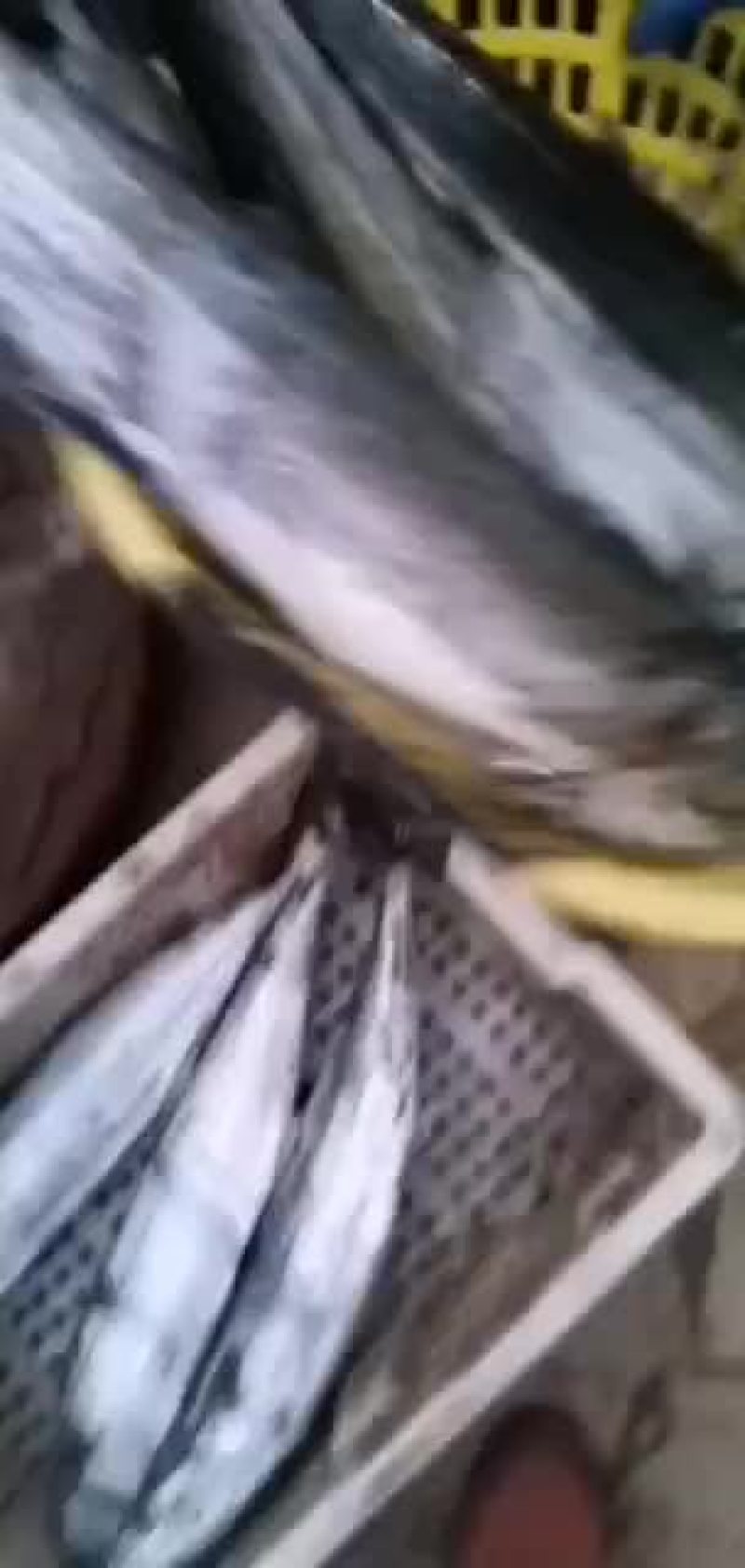 当流大鲅鱼每天有货一天一万多斤