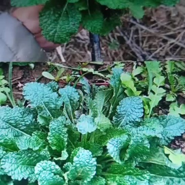 荔枝草2020年新货野生蛤蟆草菜荔枝草整棵带根癞蛤蟆草新