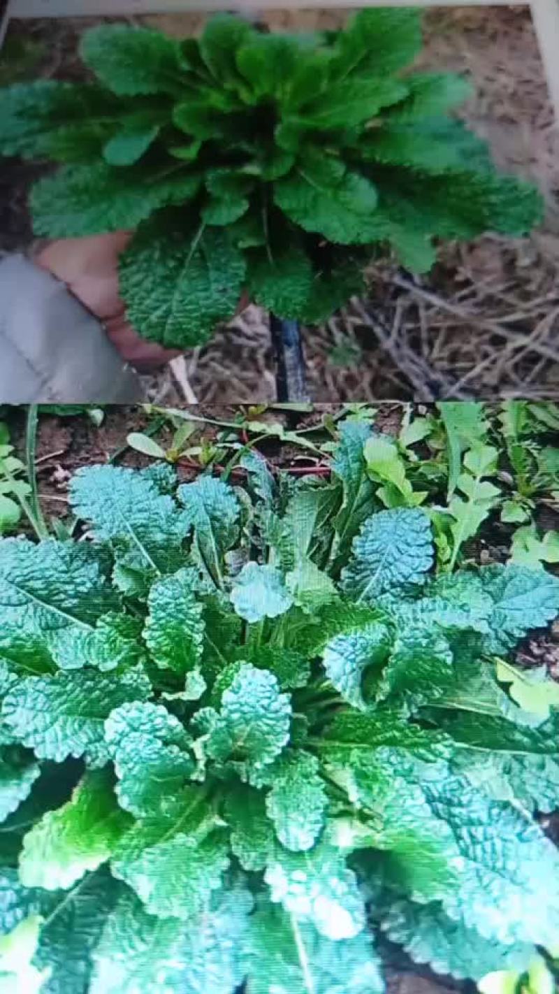荔枝草2020年新货野生蛤蟆草菜荔枝草整棵带根癞蛤蟆草新