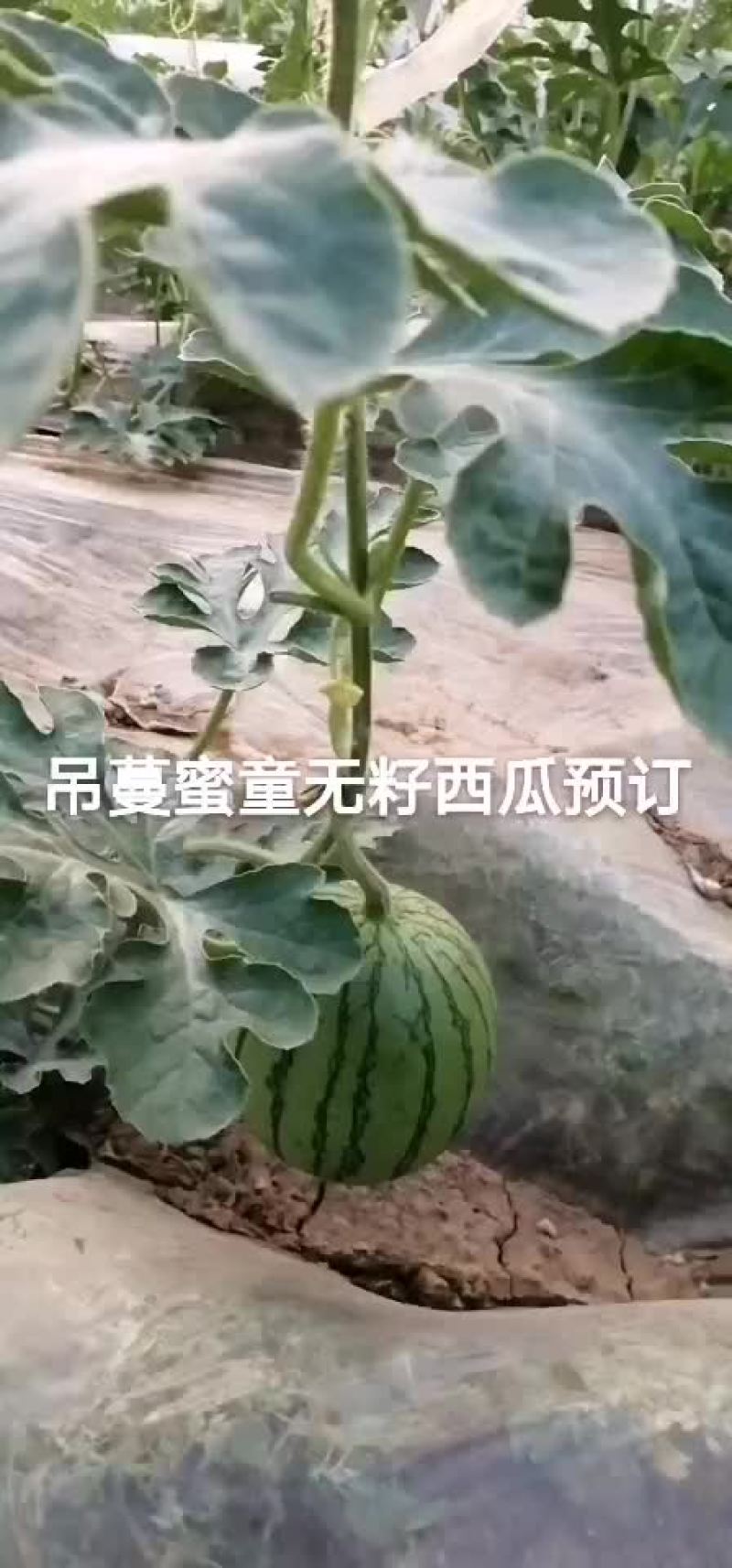 蜜童无籽西瓜