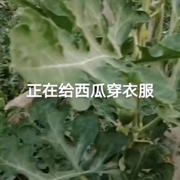 蜜童无籽西瓜