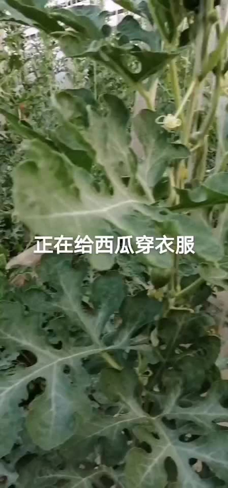 蜜童无籽西瓜