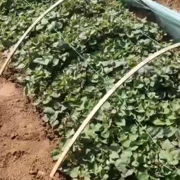 出售红薯苗