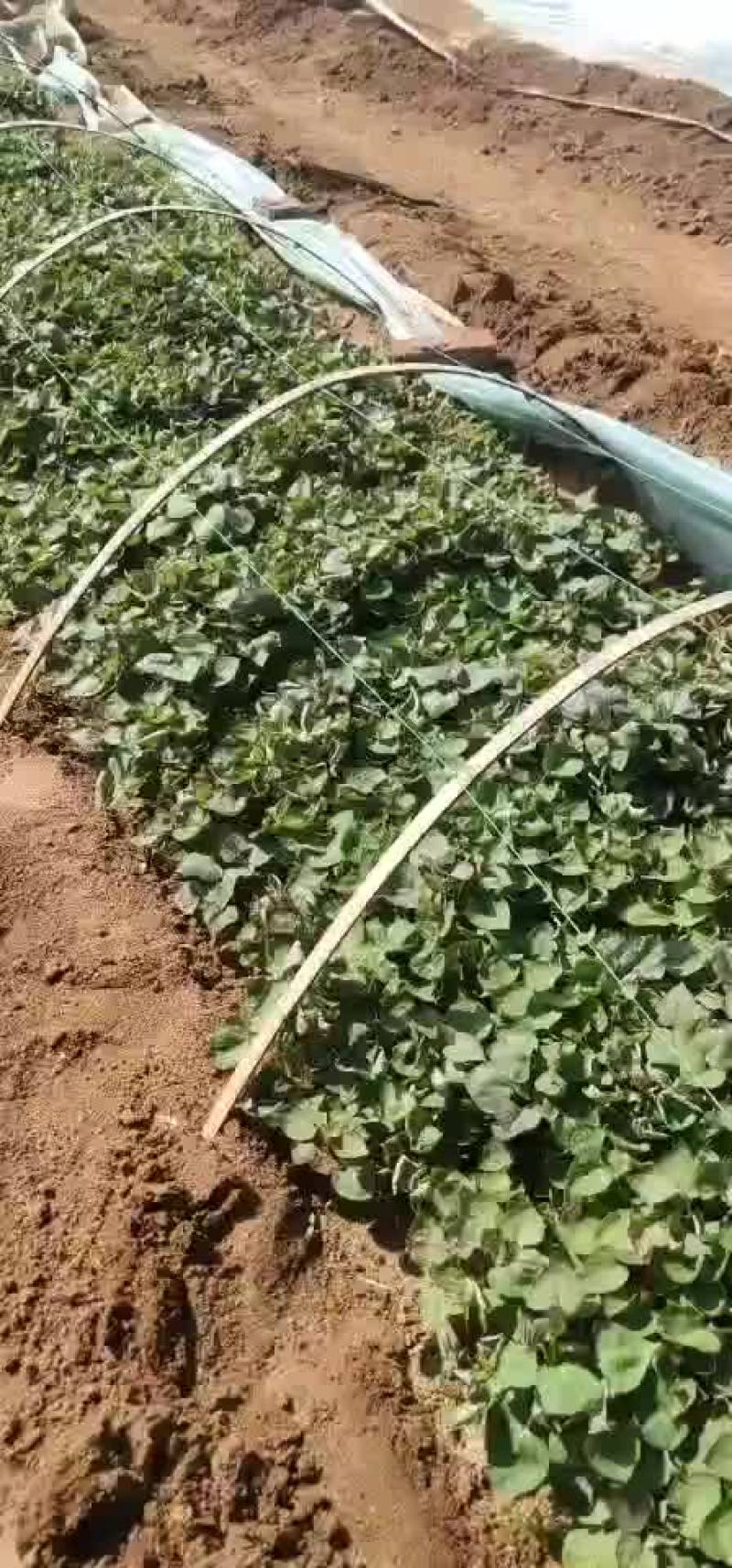 出售红薯苗