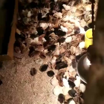 鸡苗