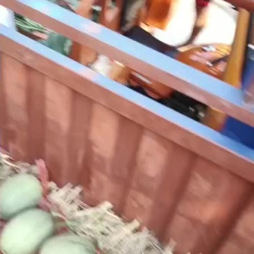 北海哈密瓜