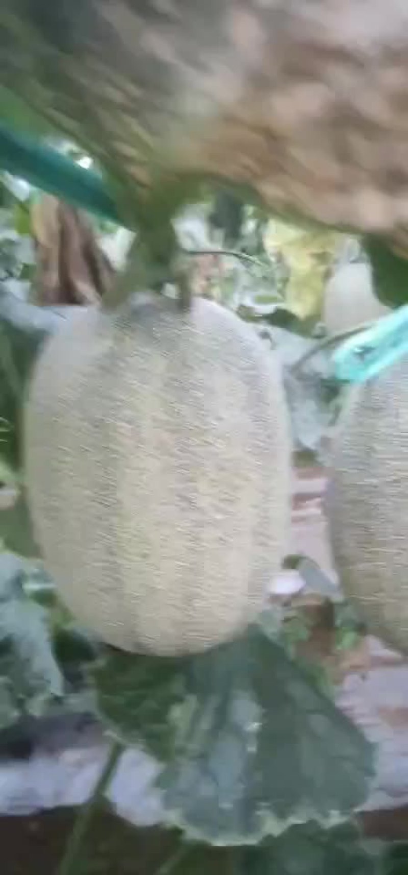 北海哈密瓜