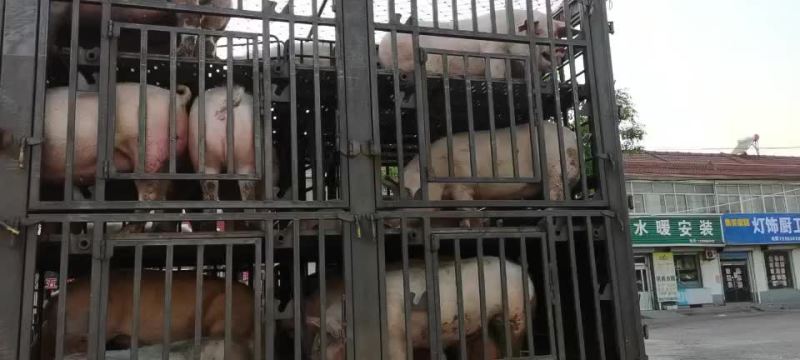 淘汰母猪，后备母猪，大肥猪