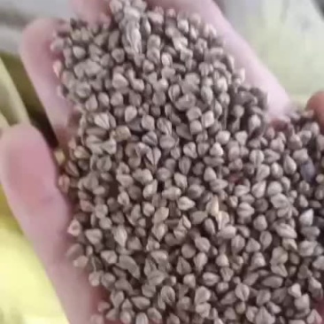 陕北定边县灰苦荞，黑苦荞