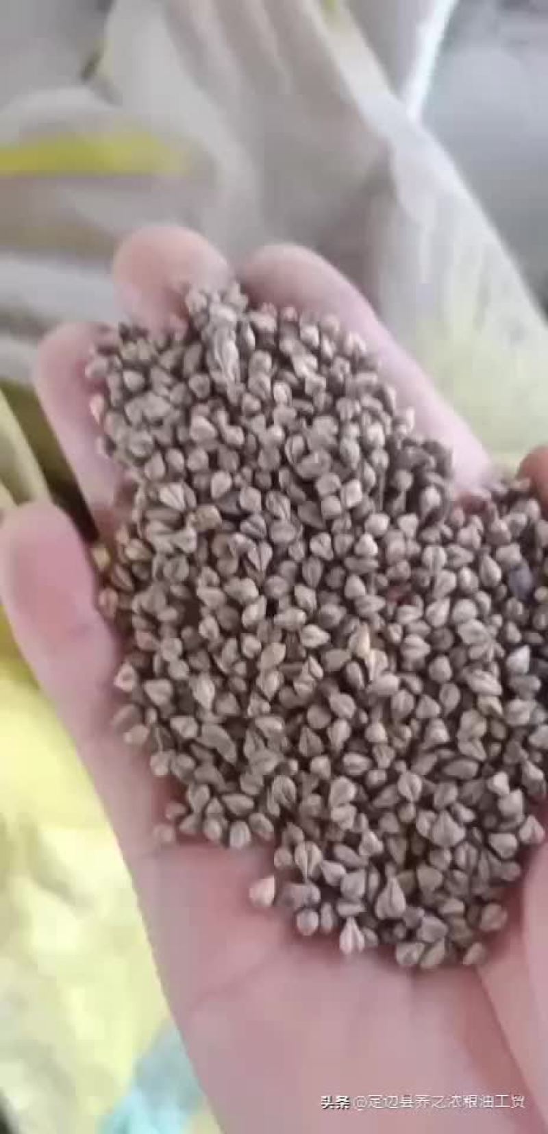 陕北定边县灰苦荞，黑苦荞